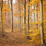 Automne-17