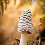 coprin_pie-1