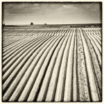 Labours_en_Silllons_picards