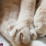 Mon_chat